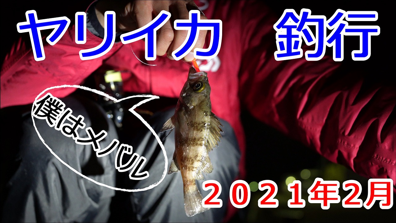 ヤリイカ釣り 21 福井県大樟漁港 21年2月11日の釣果情報 ヤリイカ狙い エギング 電気ウキ釣り カメラと共に旅に出る タコちゃんずのブログ
