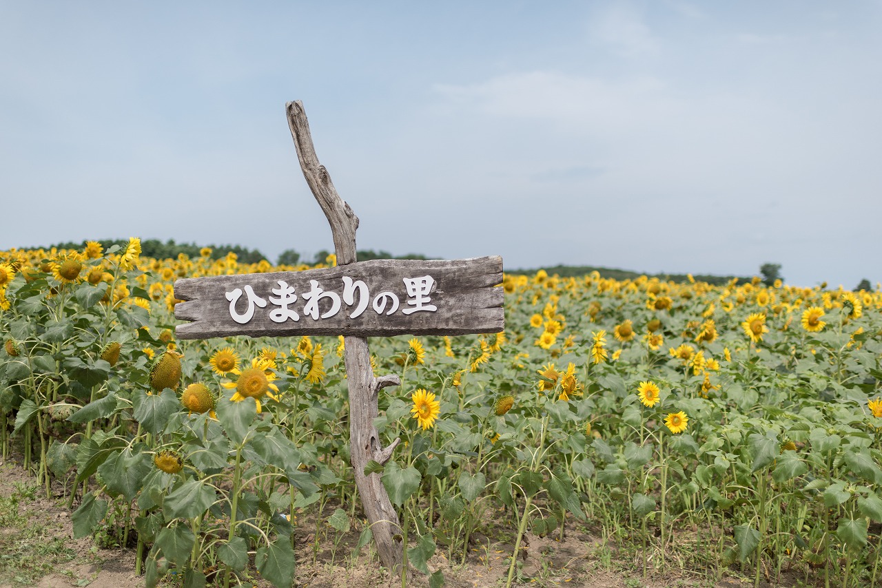 北海道 観光 日本一を誇るひまわり 北竜町ひまわりの里 いま 会いにゆきますのラストシーンを彷彿させます カメラと共に旅に出る タコちゃんずのブログ